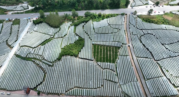 貴州惠水500畝葡萄碩果盈枝_fororder_1