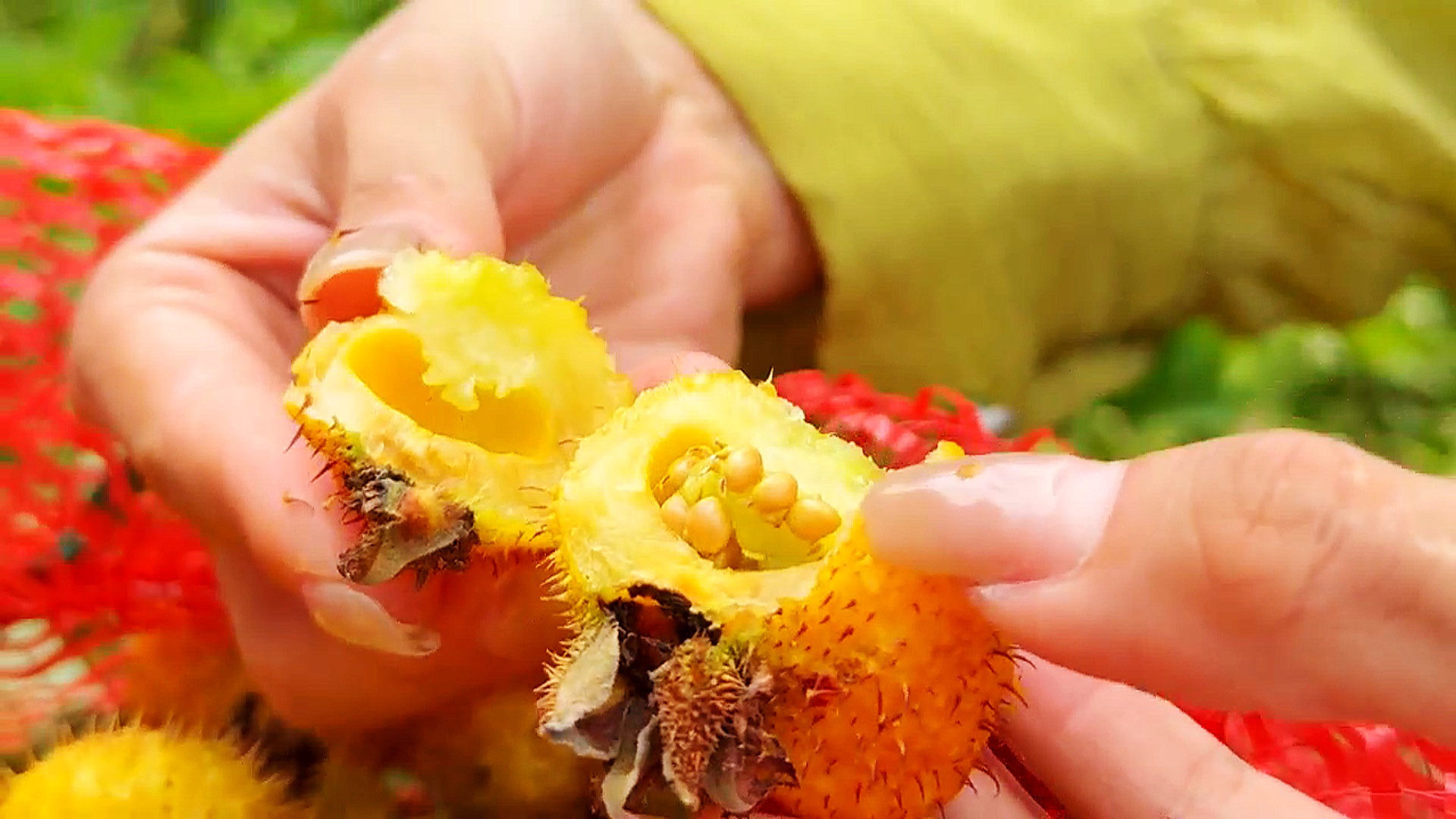 從荒山到“金”山！梭戛鄉刺梨豐收挂滿“金果果”