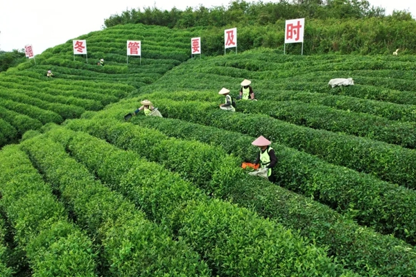 從一季旺到四季穩 貴州都勻毛尖鎮夏秋茶煥發新生機_fororder_22