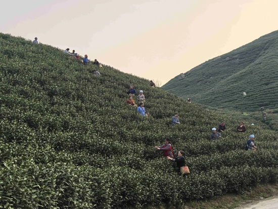 貴州省平塘縣書寫高品質充分就業“幸福答卷”_fororder_務工群眾在茶山採茶