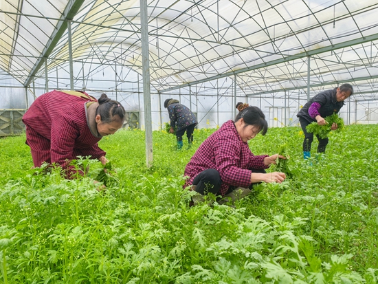 貴州銅仁碧江：優質有機蔬菜直送“粵、滬”市民餐桌_fororder_微信圖片_20250319110944