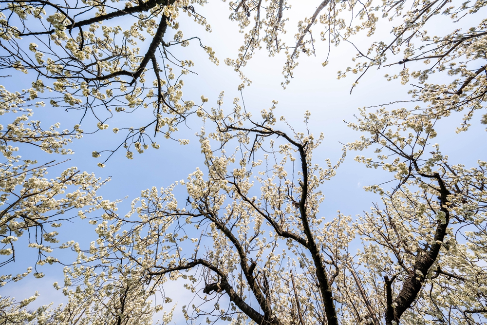 貴州畢節：踏春賞花正當時_fororder_2025年3月2日，在貴州省畢節市納雍縣厙東關鄉陶營村拍攝盛開的櫻桃花。 (5)