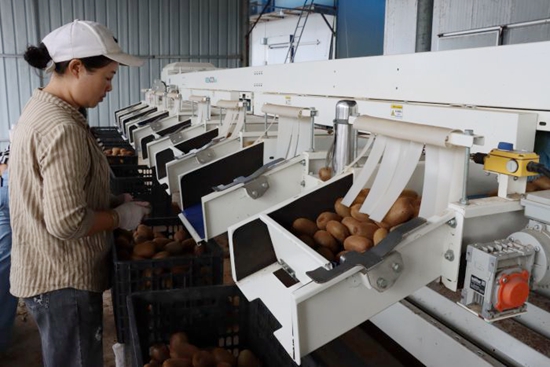 貴州修文:獼猴桃産銷兩旺 俏銷海內外市場 貴州修文:獼猴桃産銷兩旺 俏銷海內外市場_fororder_82ad2bbe19ec443f9af04f60e719c448_s