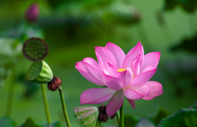現在出發！避暑就來貴陽：一村一景：燈相約 花為媒 去蓬萊搭乘“四季列車”