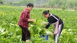 六盤水市六枝特區涼水井村：“訂單蔬菜”助民增收