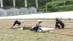 貴州羅甸：科技賦能水稻育秧 築牢糧食豐産根基