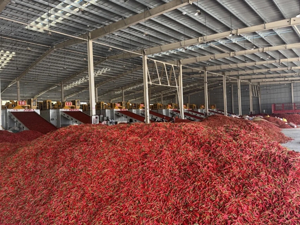 貴州正安縣瑞溪鎮：“火紅辣椒”烘出“紅火日子”_fororder_1