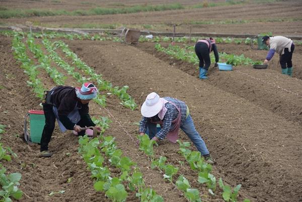 貴州施秉:油菜移栽忙 解鎖千畝農田“增收致富路” 貴州施秉:油菜移栽忙 解鎖千畝農田“增收致富路”_fororder_農戶們在進行油菜移栽工作.JPG