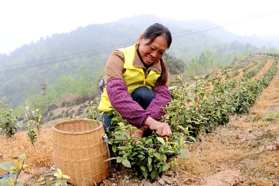 貴州獨山：“葉”上生金 茶韻漫山間_fororder_20250408175336-30QyZG-