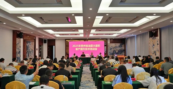 科技賦能“油瓶子” 貴州聚力油菜大面積單産提升_fororder_2