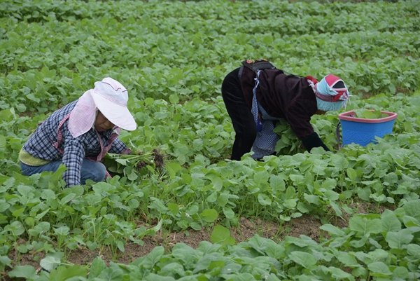 貴州施秉:油菜移栽忙 解鎖千畝農田“增收致富路” 貴州施秉:油菜移栽忙 解鎖千畝農田“增收致富路”_fororder_農戶在上翁哨壩區標準化育苗點挑選油菜苗.JPG