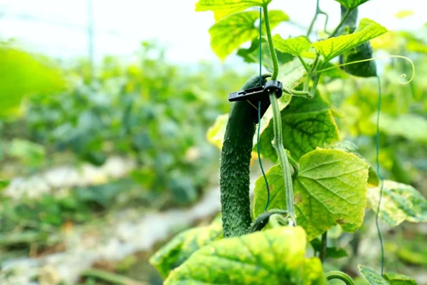 粵貴花開在黔南 | 廣黔協作賦能龍裏農業産業升級 粵貴花開在黔南 | 廣黔協作賦能龍裏農業産業升級_fororder_1