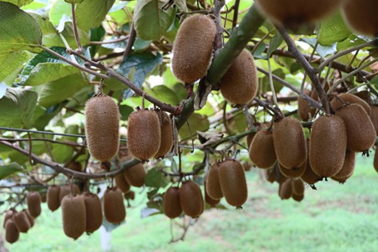貴州修文:獼猴桃産銷兩旺 俏銷海內外市場 貴州修文:獼猴桃産銷兩旺 俏銷海內外市場_fororder_2adaecf906df4a83bdcb0d687a62569f_s
