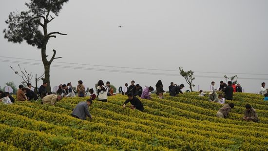 邂逅春日茶山 貴州甕安邀您共賞茶韻之美_fororder_採茶比賽(甕安融媒 供圖)
