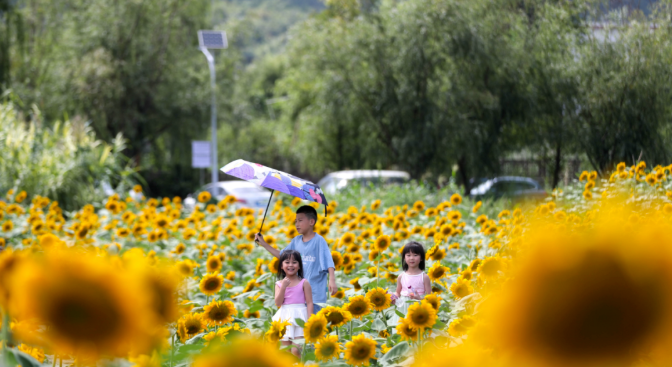 現在出發！避暑就來貴陽：一村一景：燈相約 花為媒 去蓬萊搭乘“四季列車”