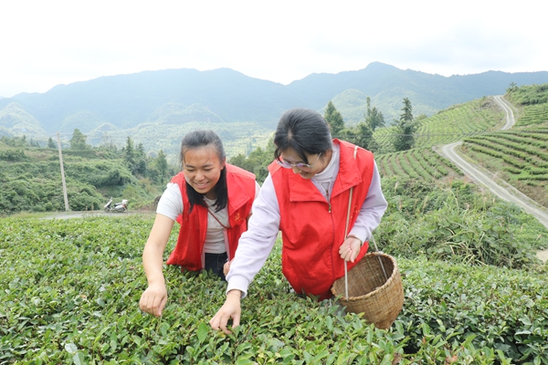 貴州鎮遠羊場鎮：黨建引領“志願紅” 助農搶收秋茶香_fororder_AO2A2369.JPG