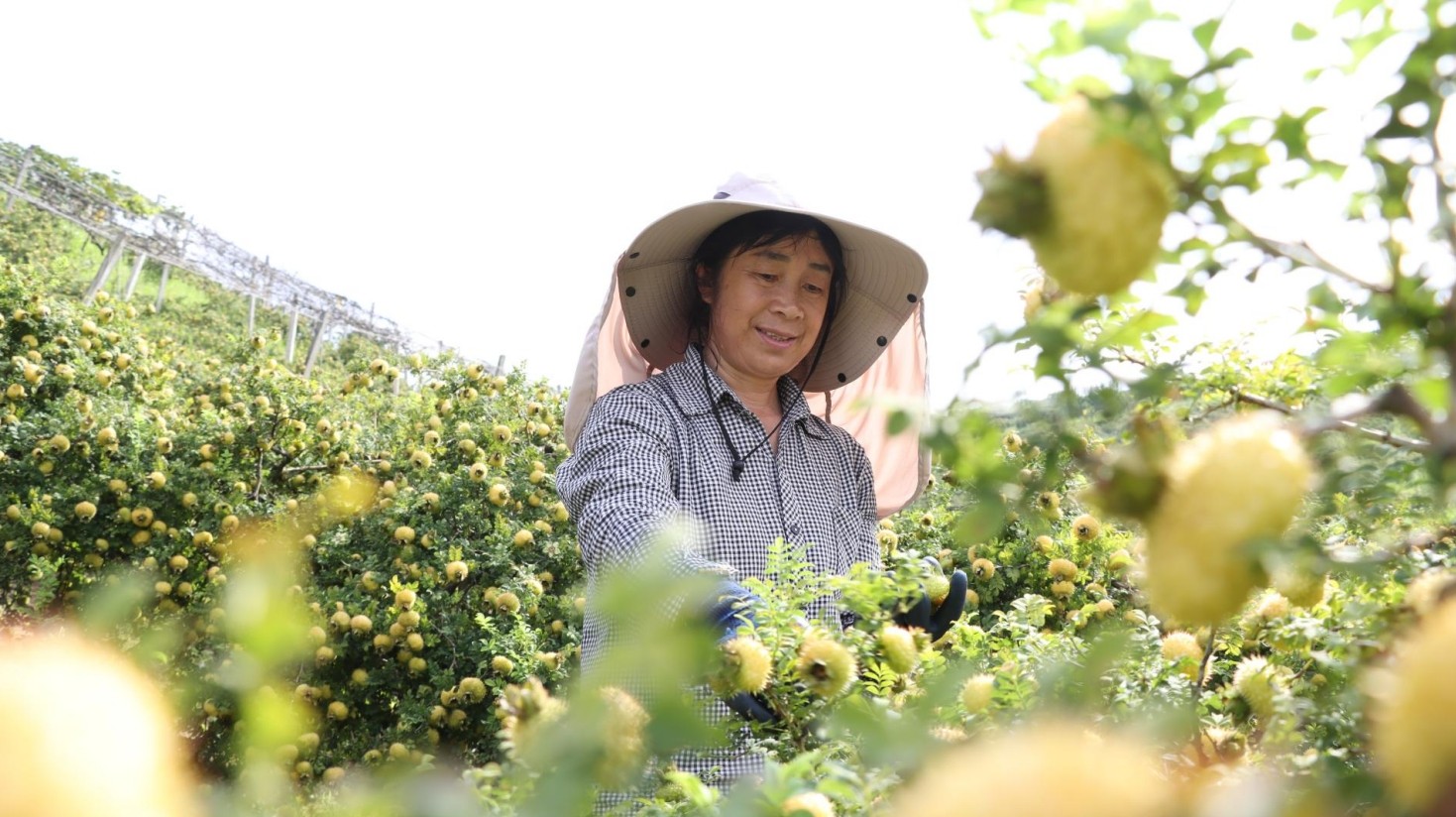 黔南果香引客來 枝頭豐盈日子甜