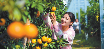 特色産業促增收
