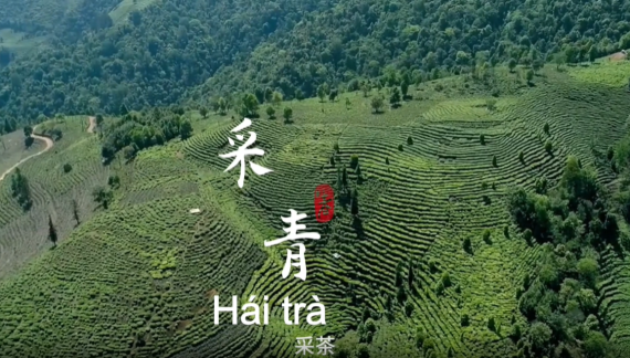 【瀾湄之窗】走，去雲南綠春赴一場茶香之旅！_fororder_採茶
