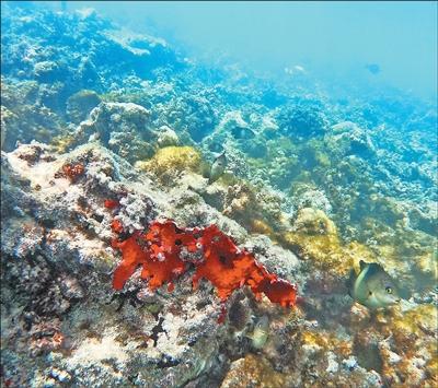 施工環保兩不誤  魚類重回珊瑚叢