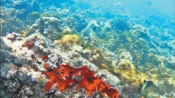 施工環保兩不誤  魚類重回珊瑚叢