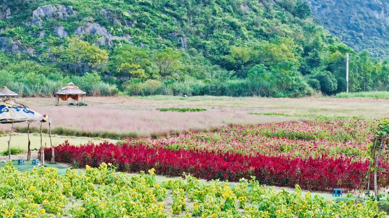桂林市七星區：秋日“花海”迎客來