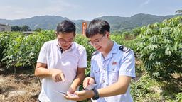 廣西興業縣全面落實落細便農利企稅費政策 護航食用木薯産業發展壯大