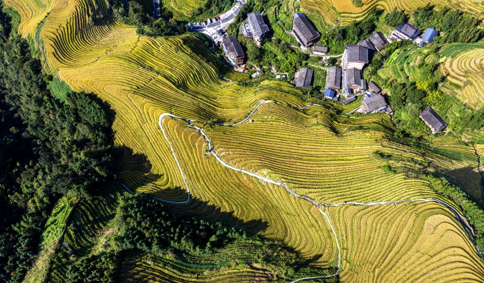 桂林龍脊梯田迎來最佳觀賞季 “金色海洋”成動人豐景_fororder_4