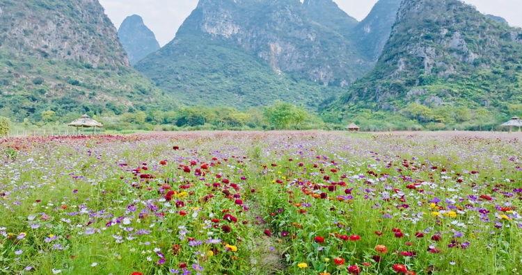 桂林市七星區：秋日“花海”迎客來