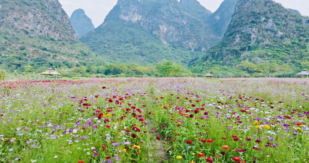 桂林市七星區：秋日“花海”迎客來