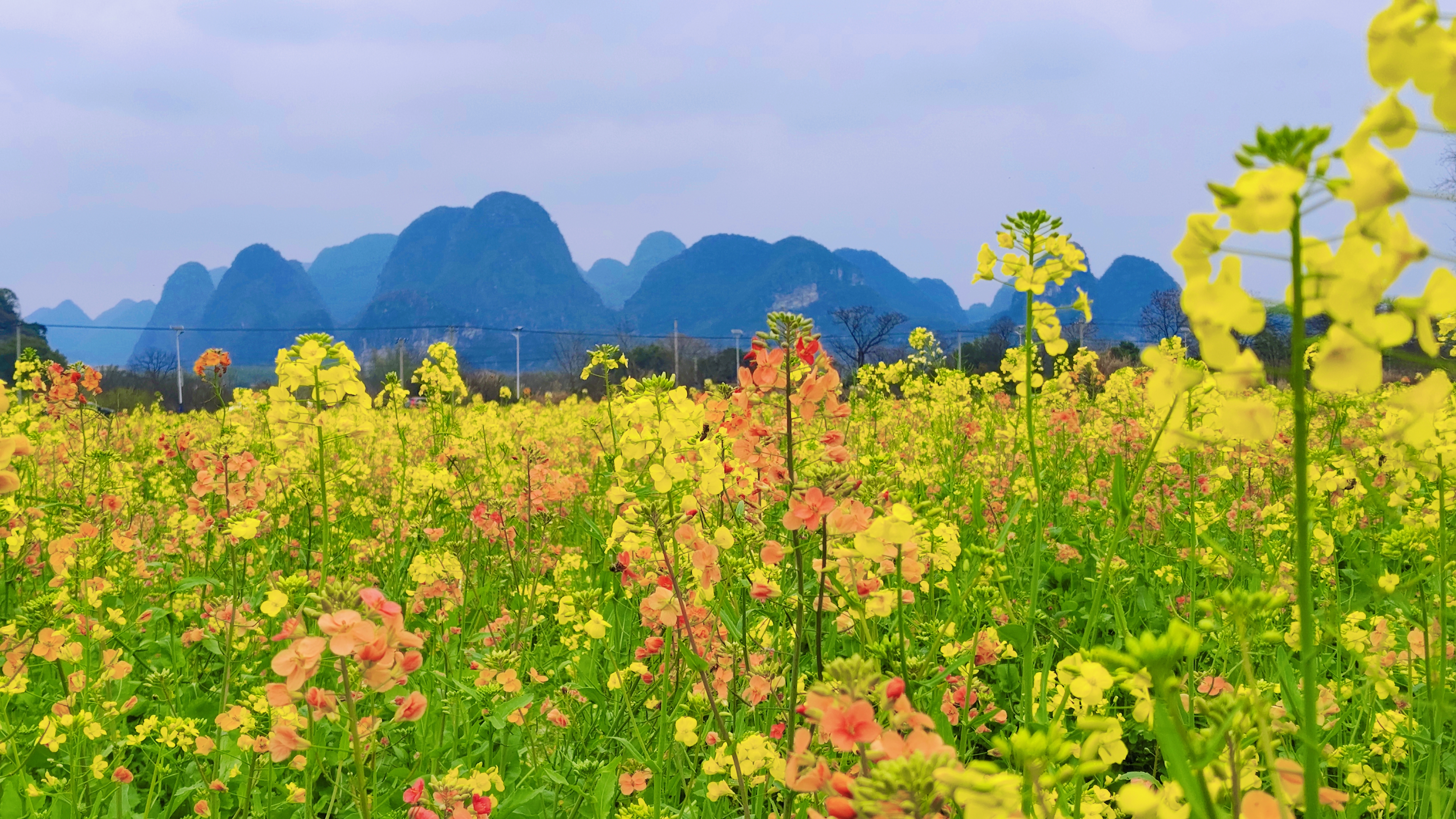 桂林：油菜花開美如畫 春日盛景醉遊人_fororder_7