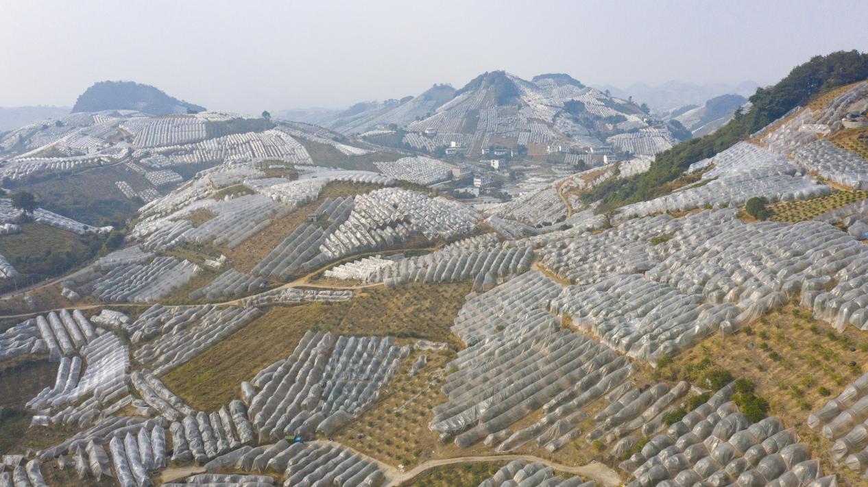 桂林：金融助力“陽朔金桔”品牌打造