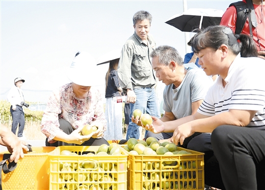 全球七成羅漢果在這裡加工銷售 ——永福羅漢果企業抱團出海記