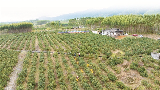 田間直播帶火富川臍橙_fororder_9006336_hhb_1762490481521_b