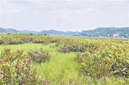 廣西鹽鹼地治理“樣板”將落地非洲莫桑比克