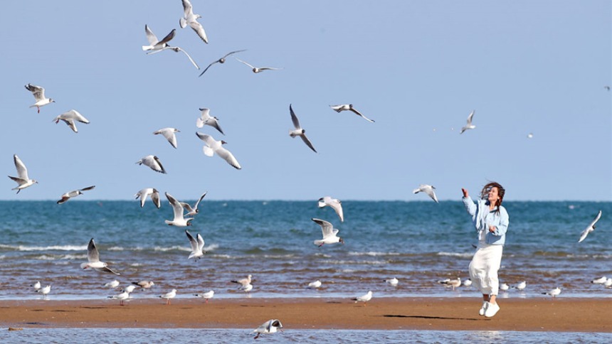 河北秦皇島：鷗鳥逐浪舞春風