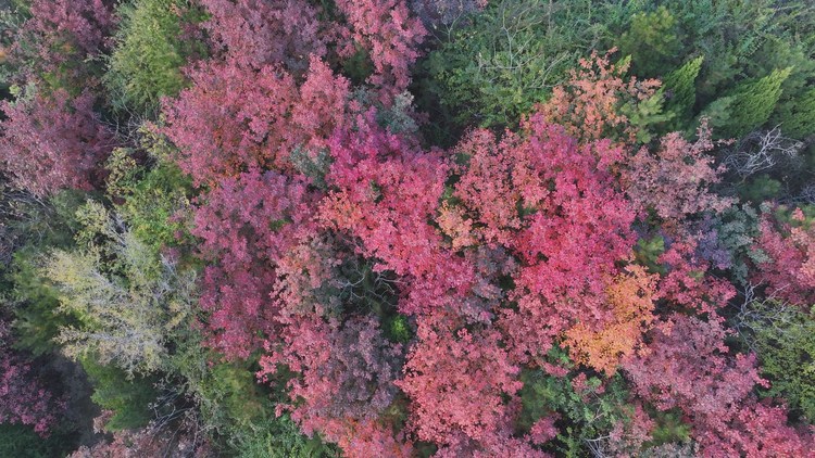 石家莊市鹿泉區：賞秋日美景 觀紅葉爛漫