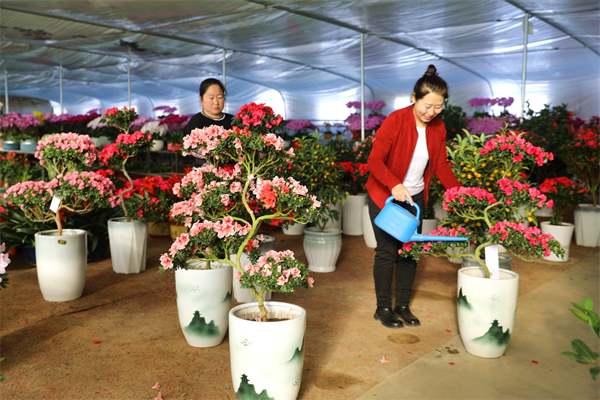 河北平泉：春節臨近鮮花俏銷