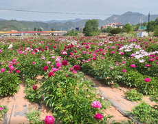 河北隆化：芍藥花海醉遊人_fororder_微信圖片_20241202113512