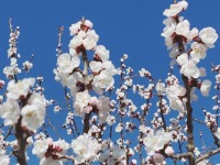 石家莊市鹿泉區：千樹杏雲映春色 漫山芬芳促振興