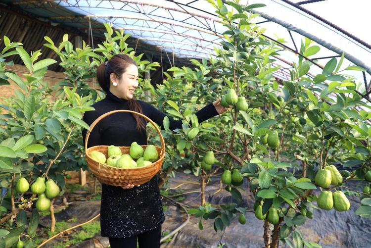 河北平泉：“南果北引”番石榴喜獲豐收