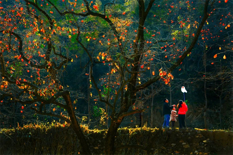 太行山把最濃烈的秋色留給了河北
