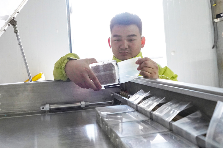 河北遷安：長城腳下胭脂米受寵走俏