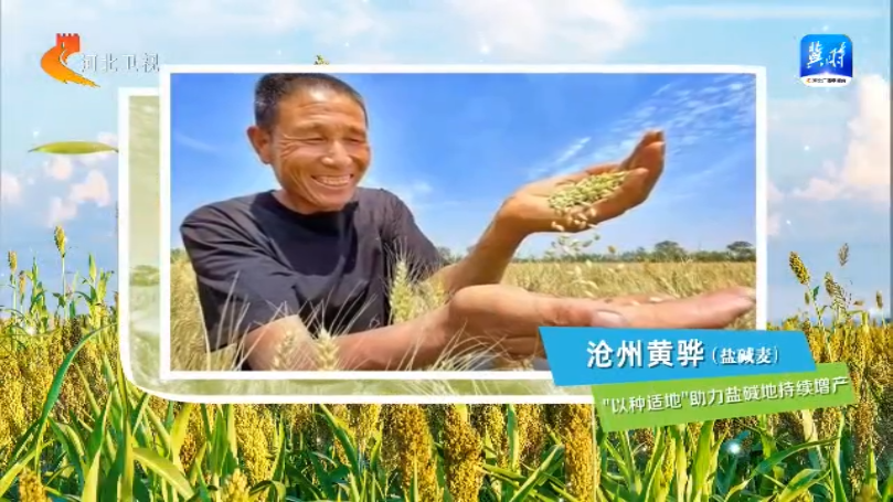 河北：“豐”光無限好 農業強“芯”促增産