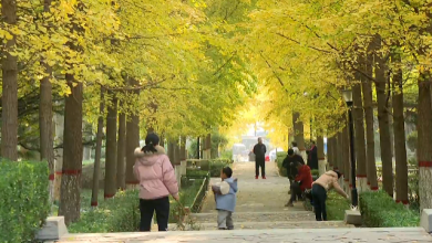 石家莊市鹿泉區海山公園：銀杏“披金”醉遊人