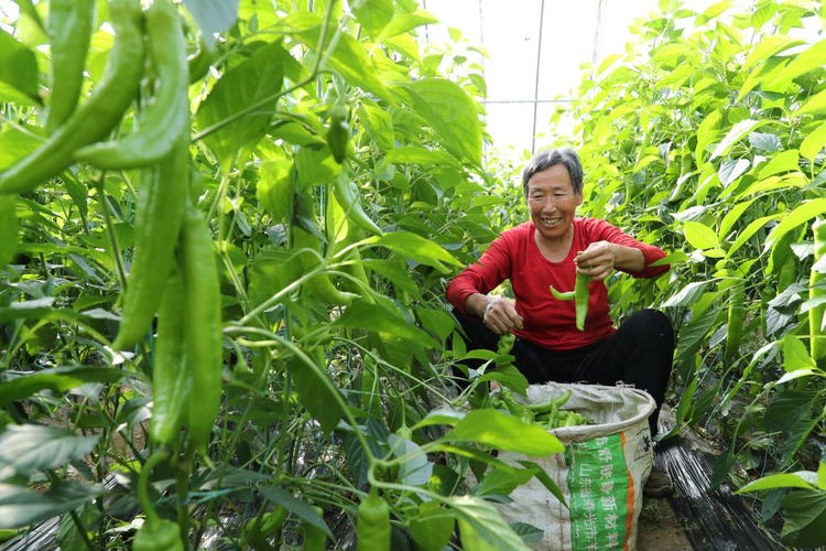 河北東光：早春蔬菜搶“鮮”上市 豐富市民菜籃子