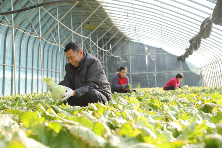 河北東光：早春蔬菜搶“鮮”上市 豐富市民菜籃子