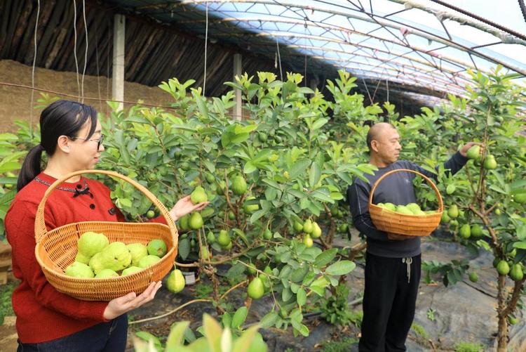 河北平泉：“南果北引”番石榴喜獲豐收
