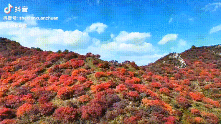 “限定秋季紅”已上線！河北這些紅葉美景等你來賞~