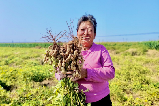 河北東光：間作套種顯奇效 花生喜獲大豐收